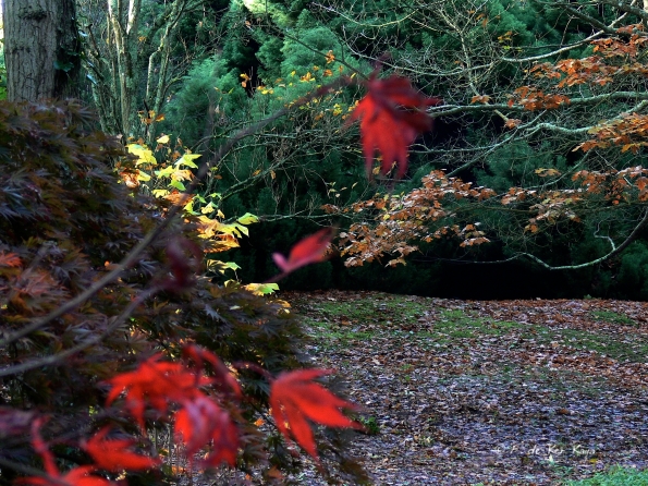 Bois des moutiers fall 2012 (36)